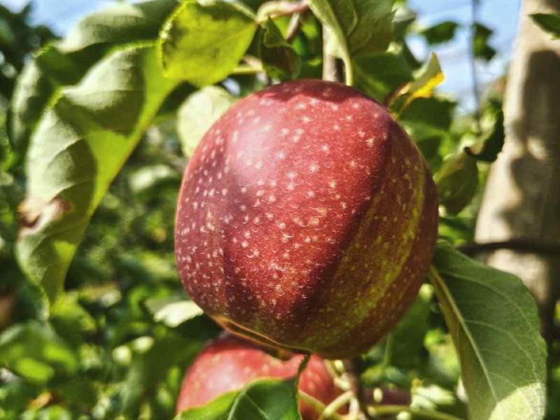 JABOLKO NI LE JABOLKO