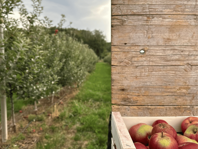 KAKO NARAVA OBLIKUJE NAŠ CIDER