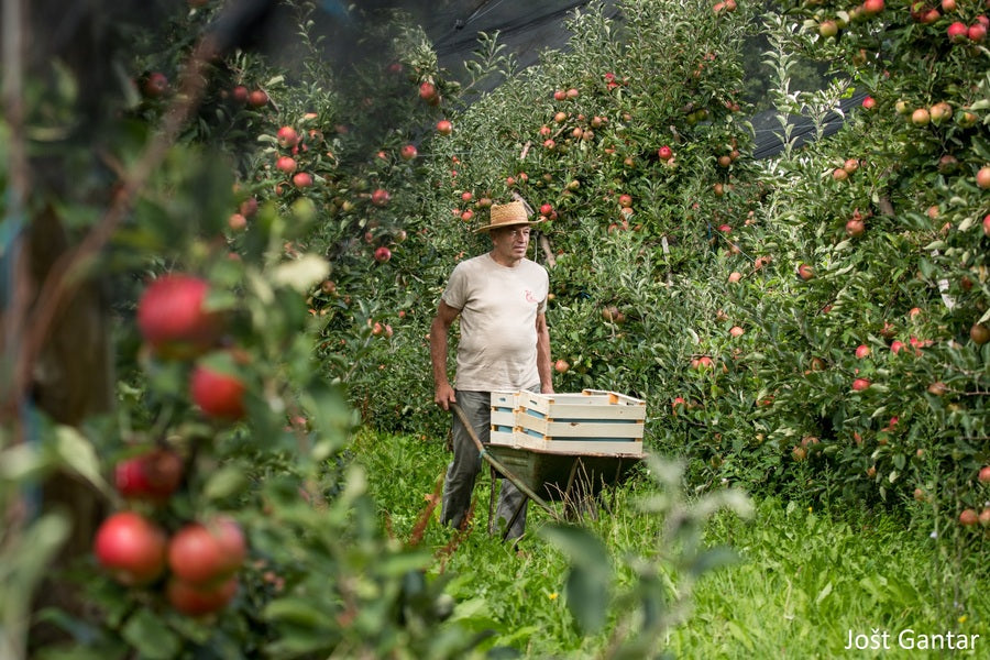 Oče Branko med vrhuncem sezone
